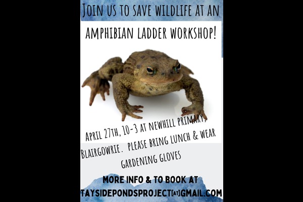 Amphibian Ladder Workshop