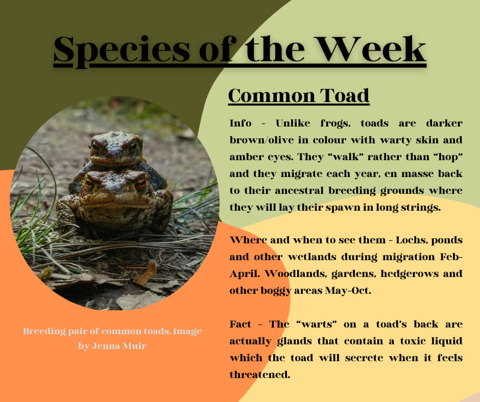 Common Toad